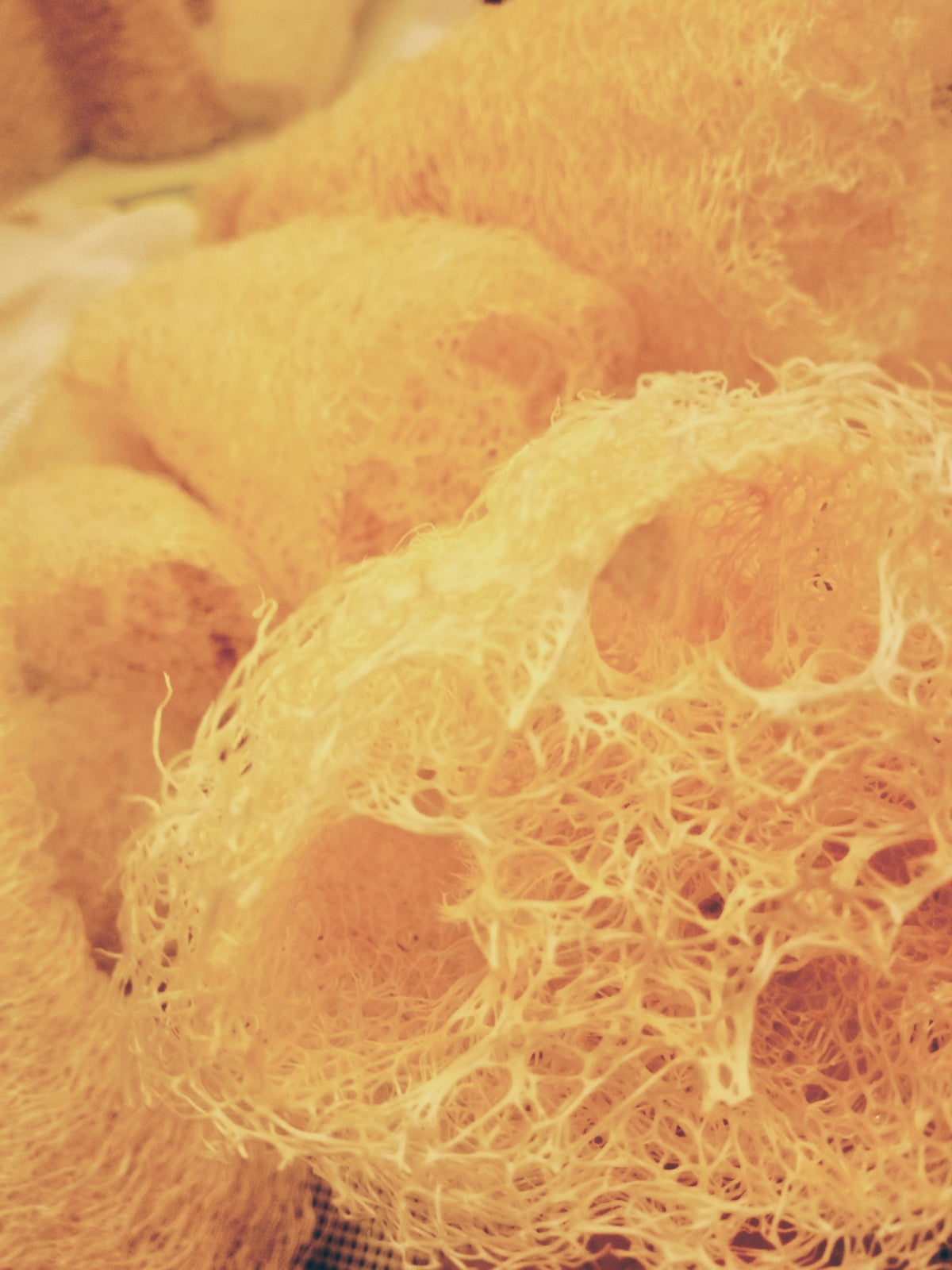 Natural Luffa Sponge